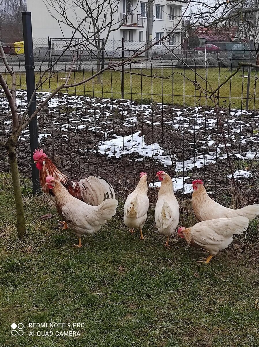 Vlaska cervenosedlata - 2