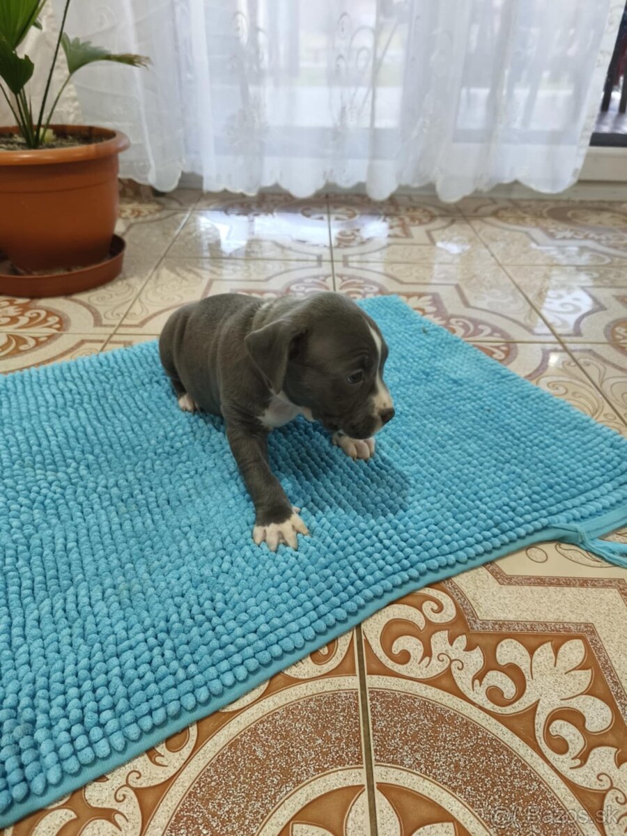 Americký stafordširsky teriér - 2