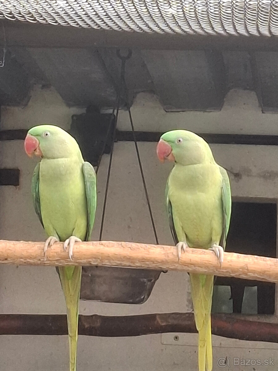 Alexander velký - 2