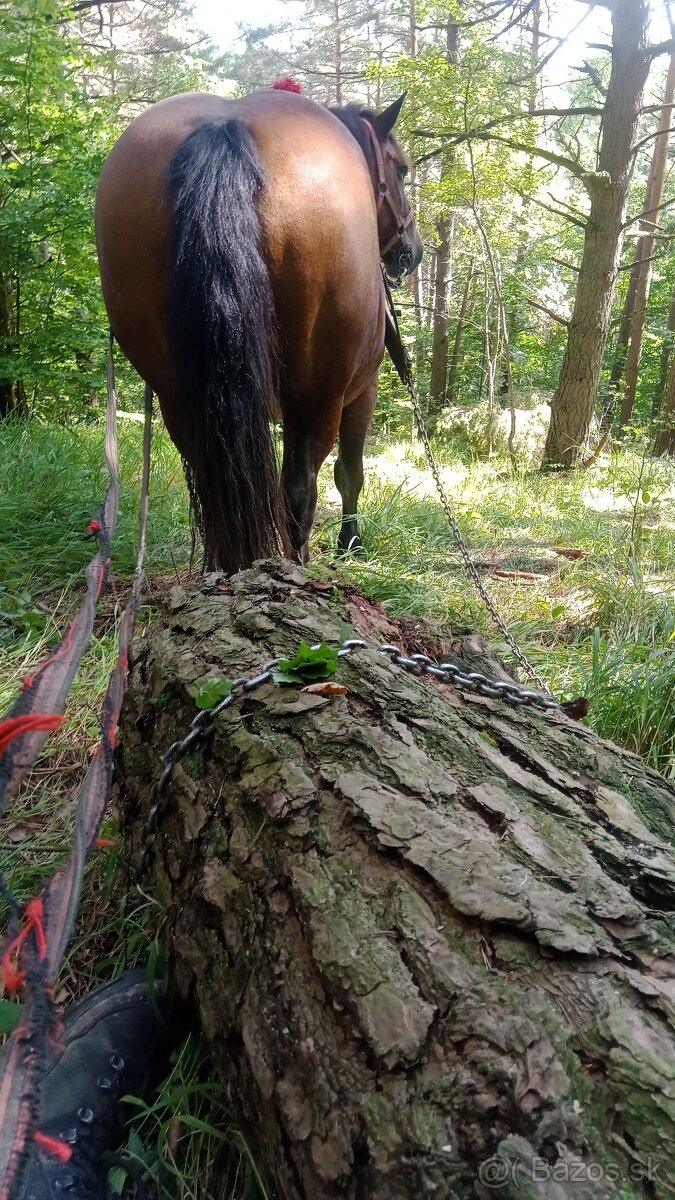 Predám ťažnu kobylu - 2