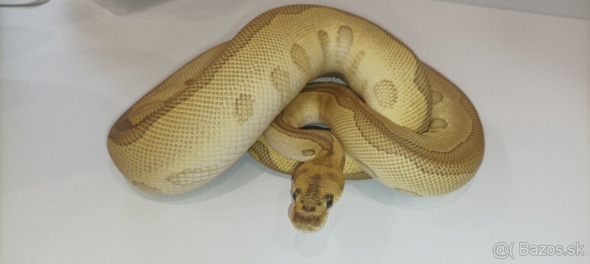 P. Regius.Pyton kralovsky - 2