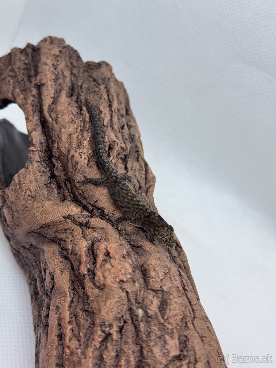 Eurydactylodes occidentalis, mladý samec - 2