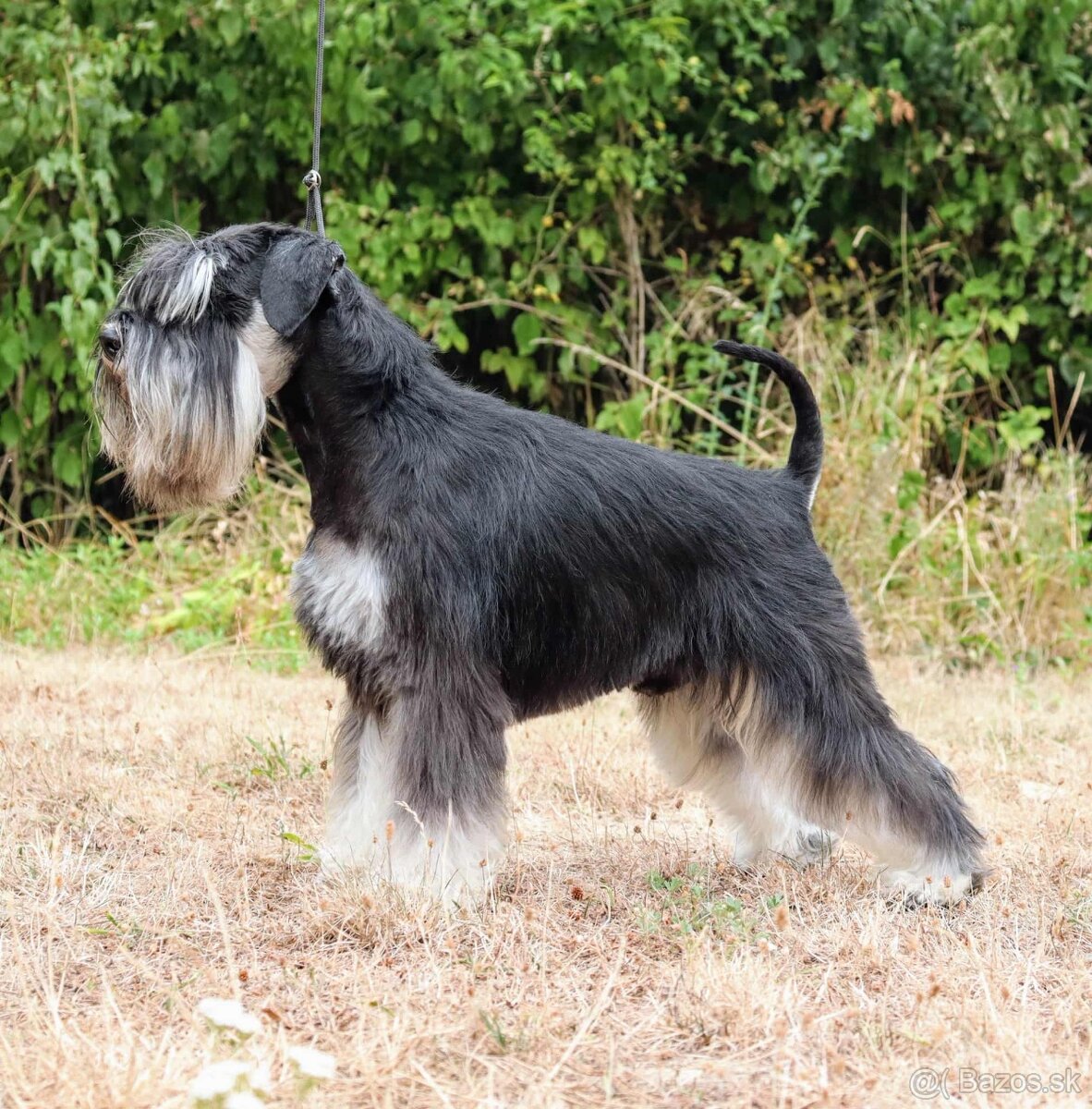 Bradáč malý čiernostrieborný s PP - 2