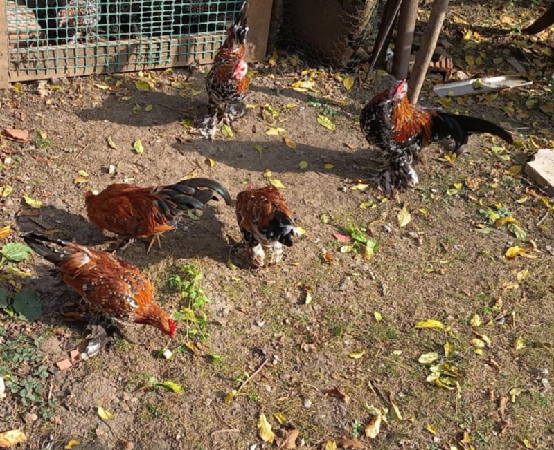 Predám kohútiky MILFLERKY - 2