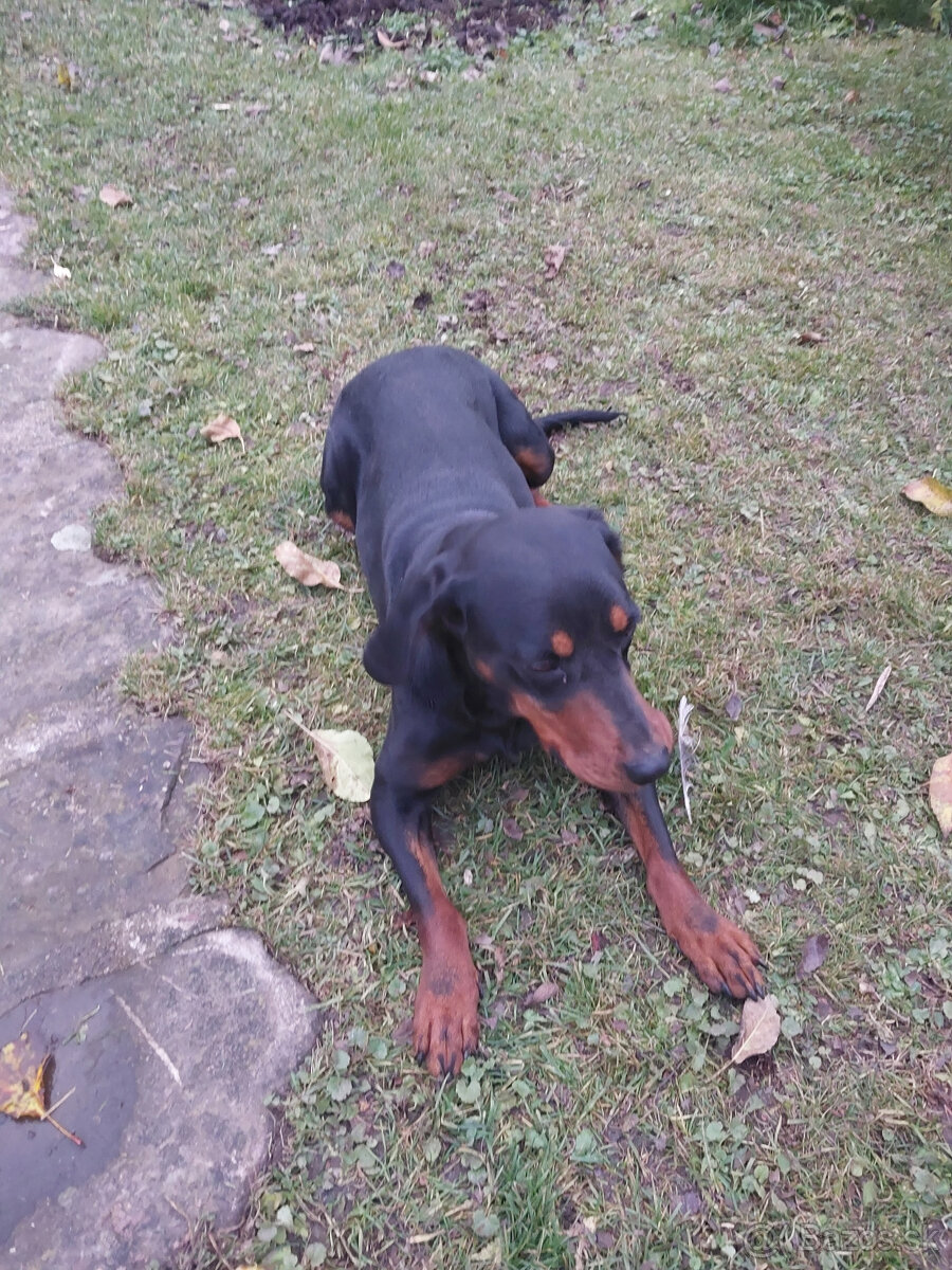 darujem fenku slov.kopova - 2