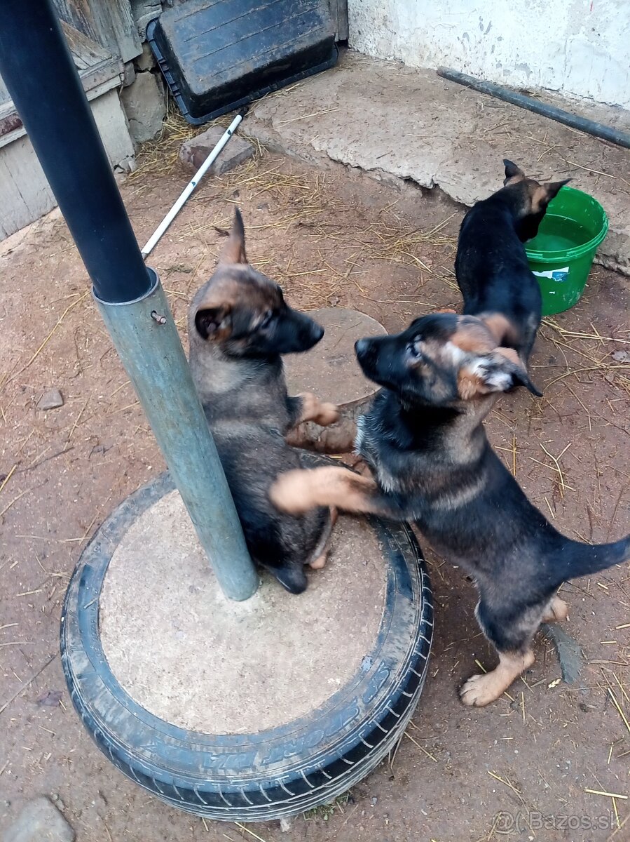 Nemecky ovciak steniatka - predam - 2