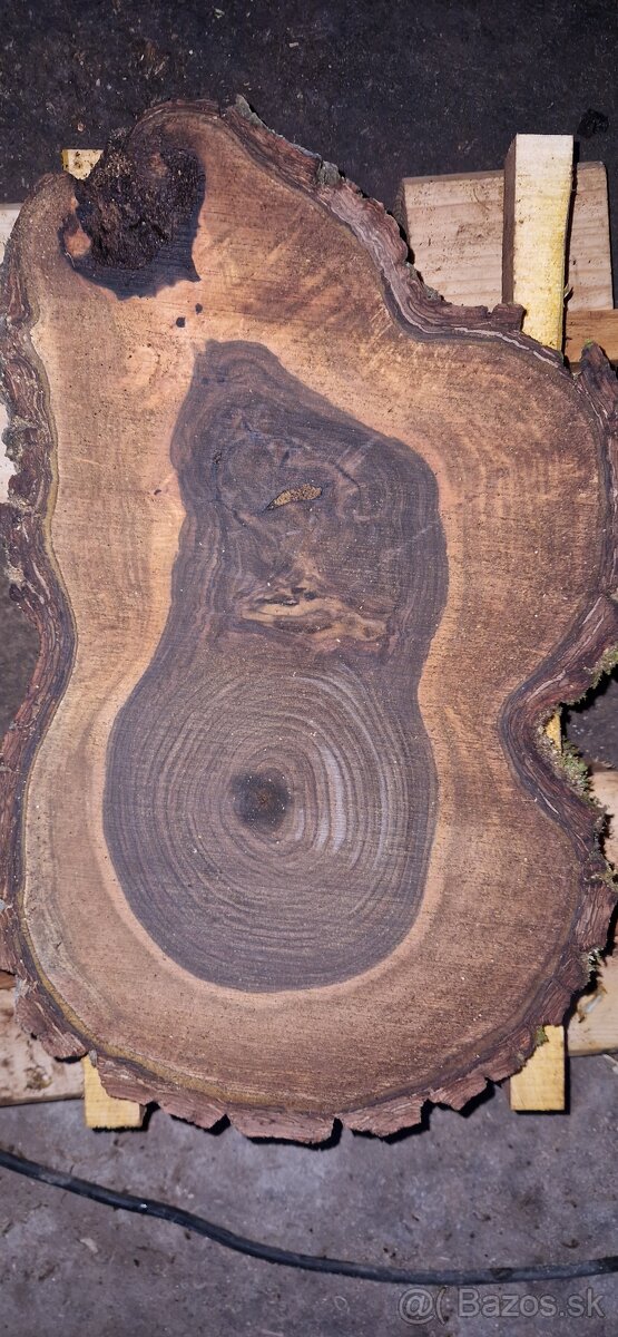 Orechové priečne rezy čerstvé - 2