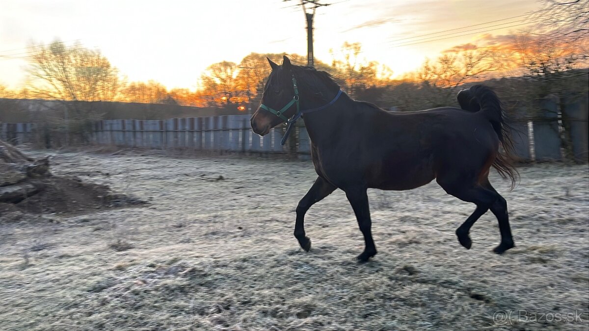 Arabský plnokrvník - 2