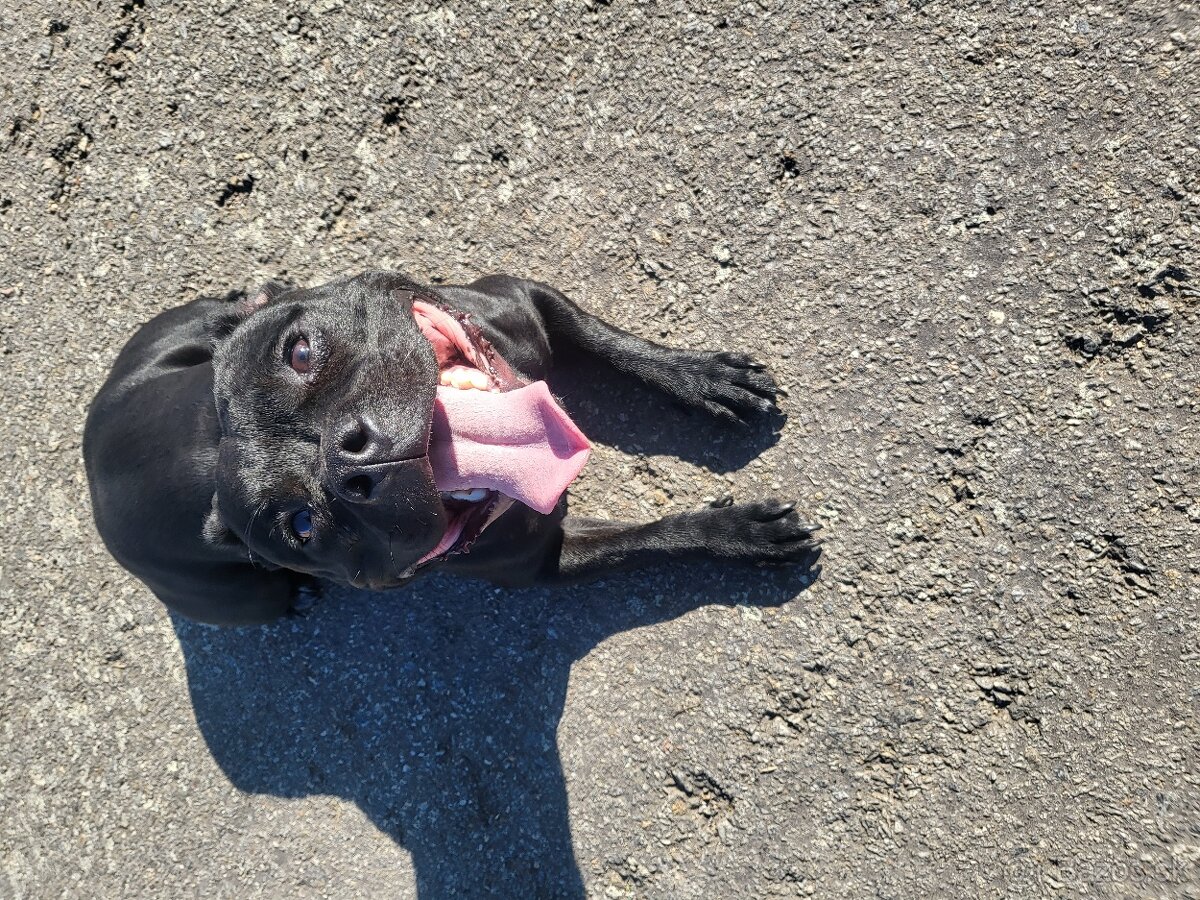 Stafordširský bulterier - 2