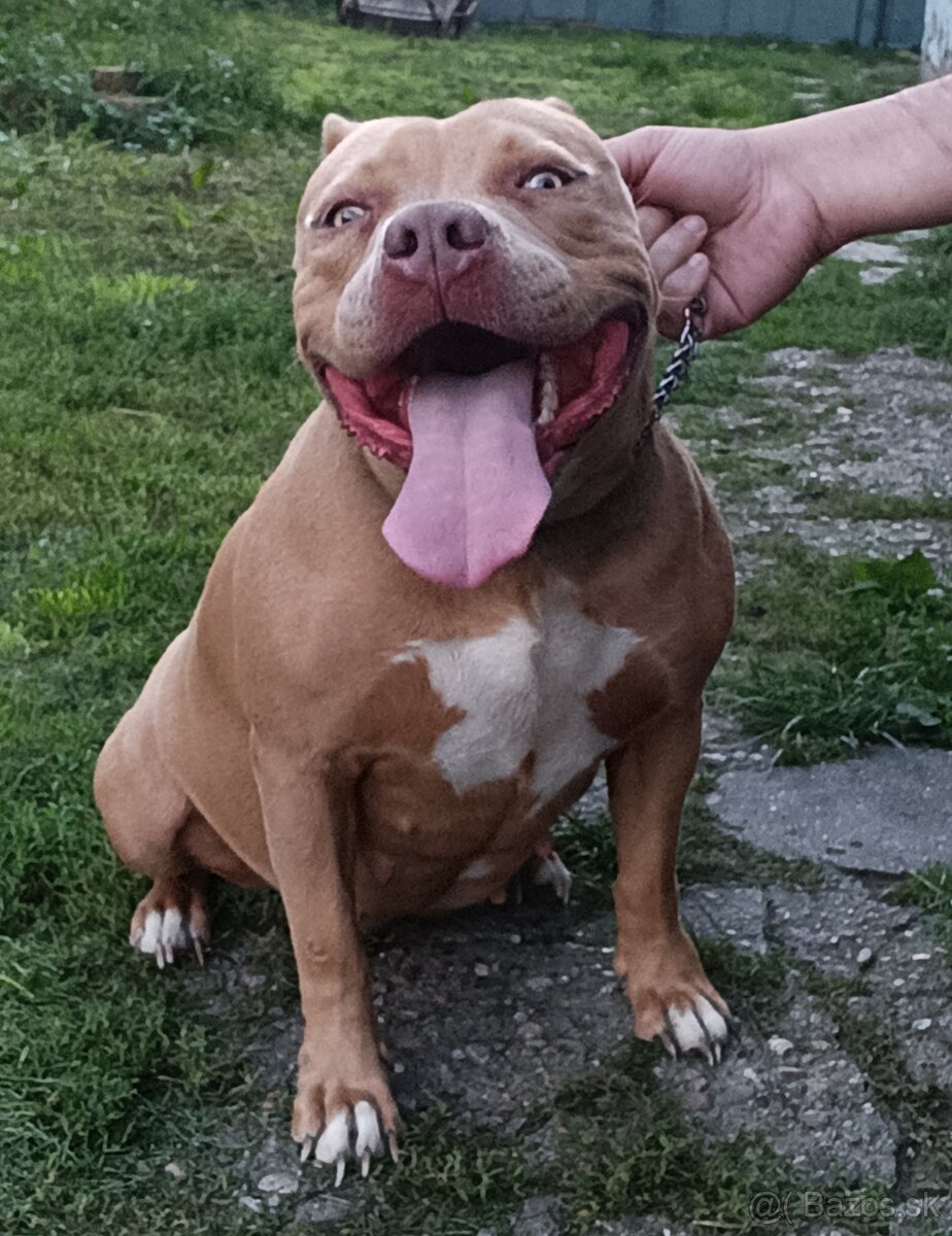 Predám American Bully sucku - 2