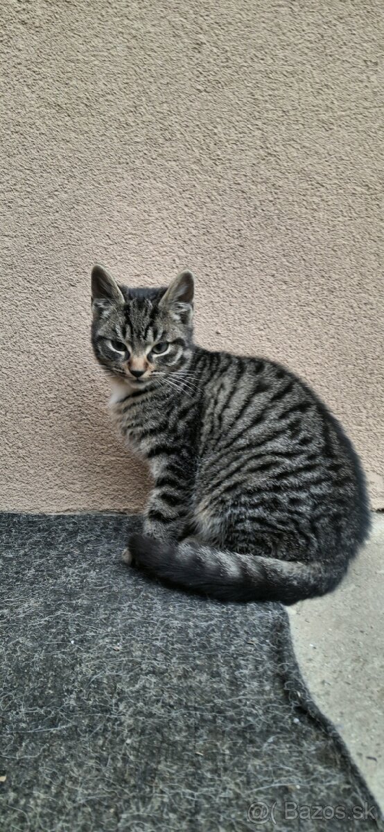 Darujem mačiatko - 2