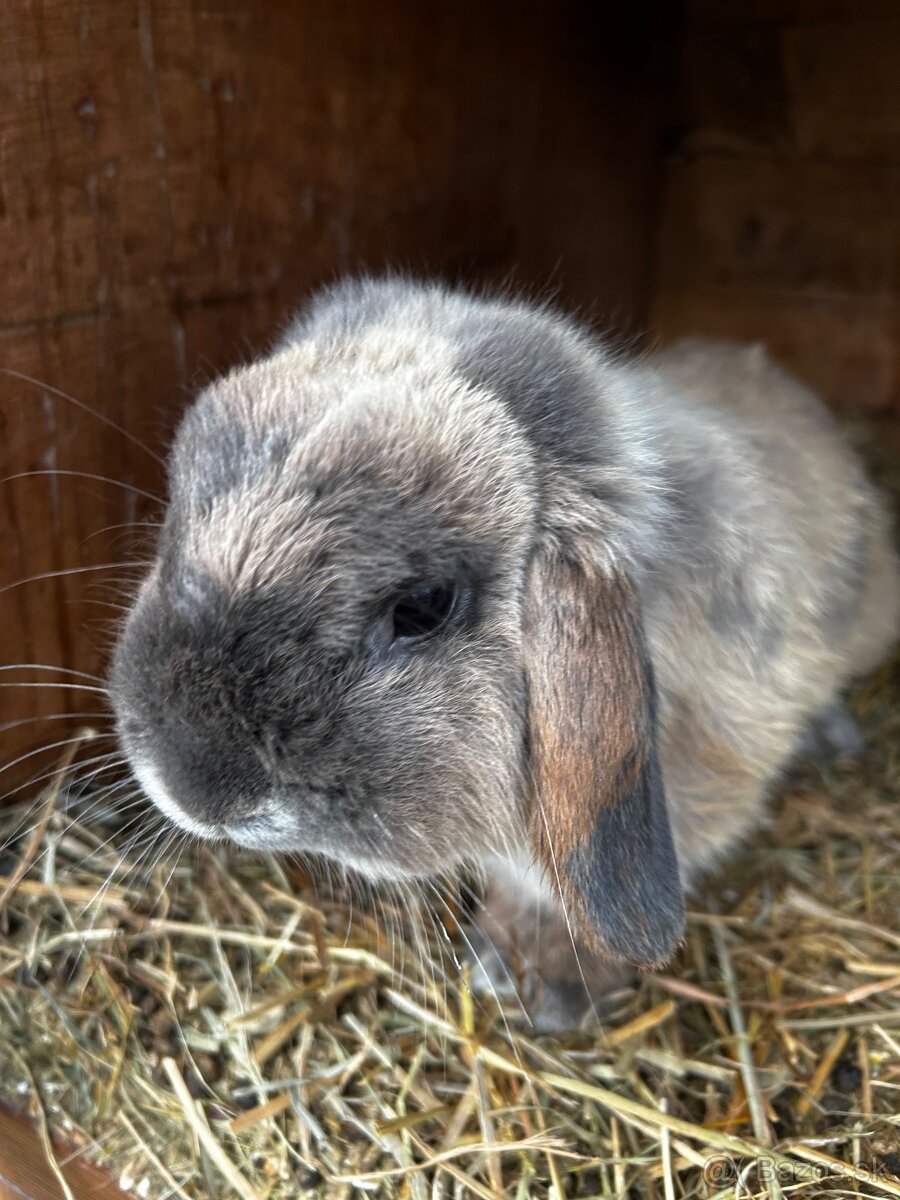 Predám zakrslých zajačikov - 2