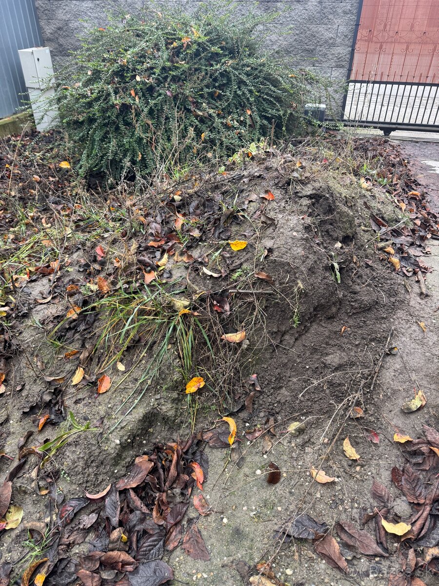 Darujem Ornicu preosiatu za odovoz - 2