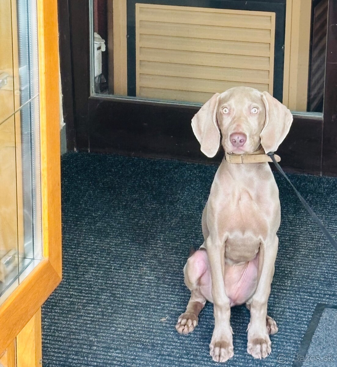 Weimarský stavač - 2