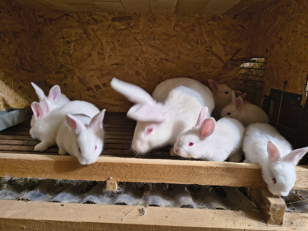 Predám hyla králiky - 2