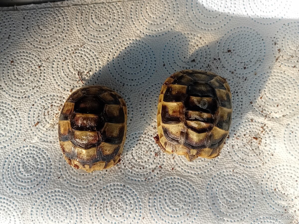 Suchozemska korytnačka - 2