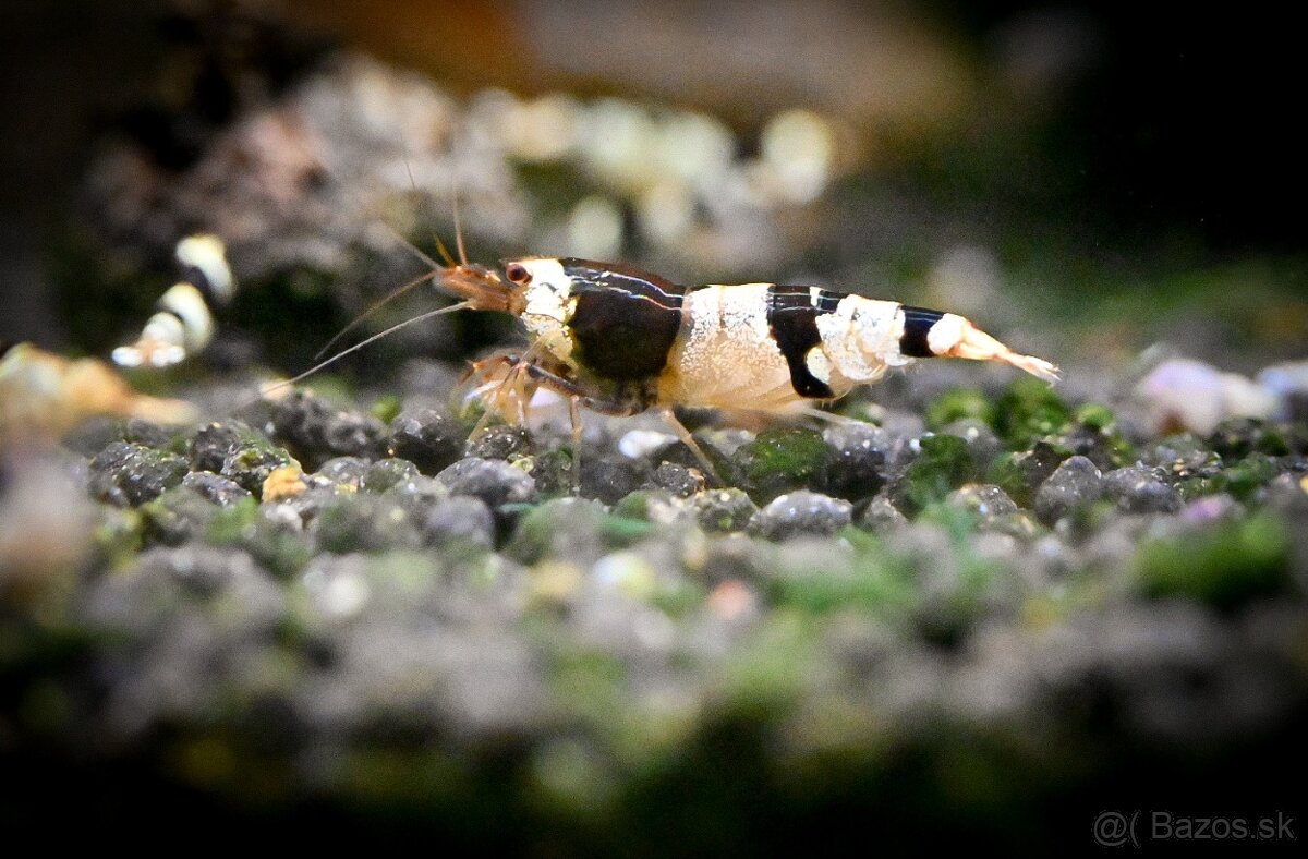 Krevetky Caridina Crystal Black a Crystal Red - 2