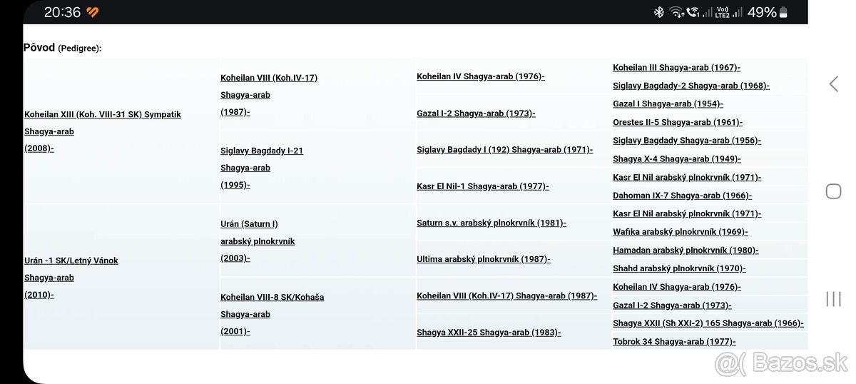 Shagya arab kobylka - 2