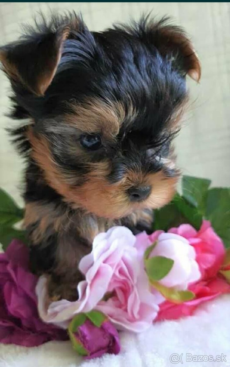 Yorkshirsky terier mini yorkshire - 2
