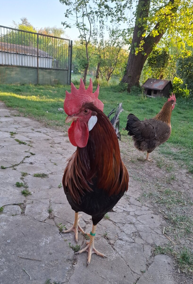 Vlaška jarabičia - kohút - 2