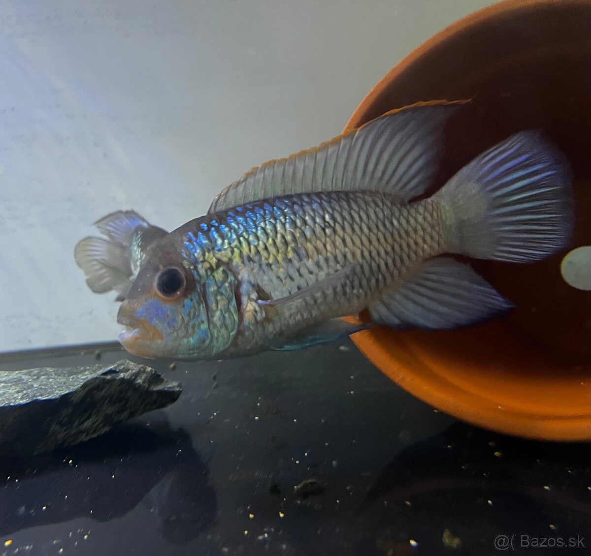 Akara electric blue - 2