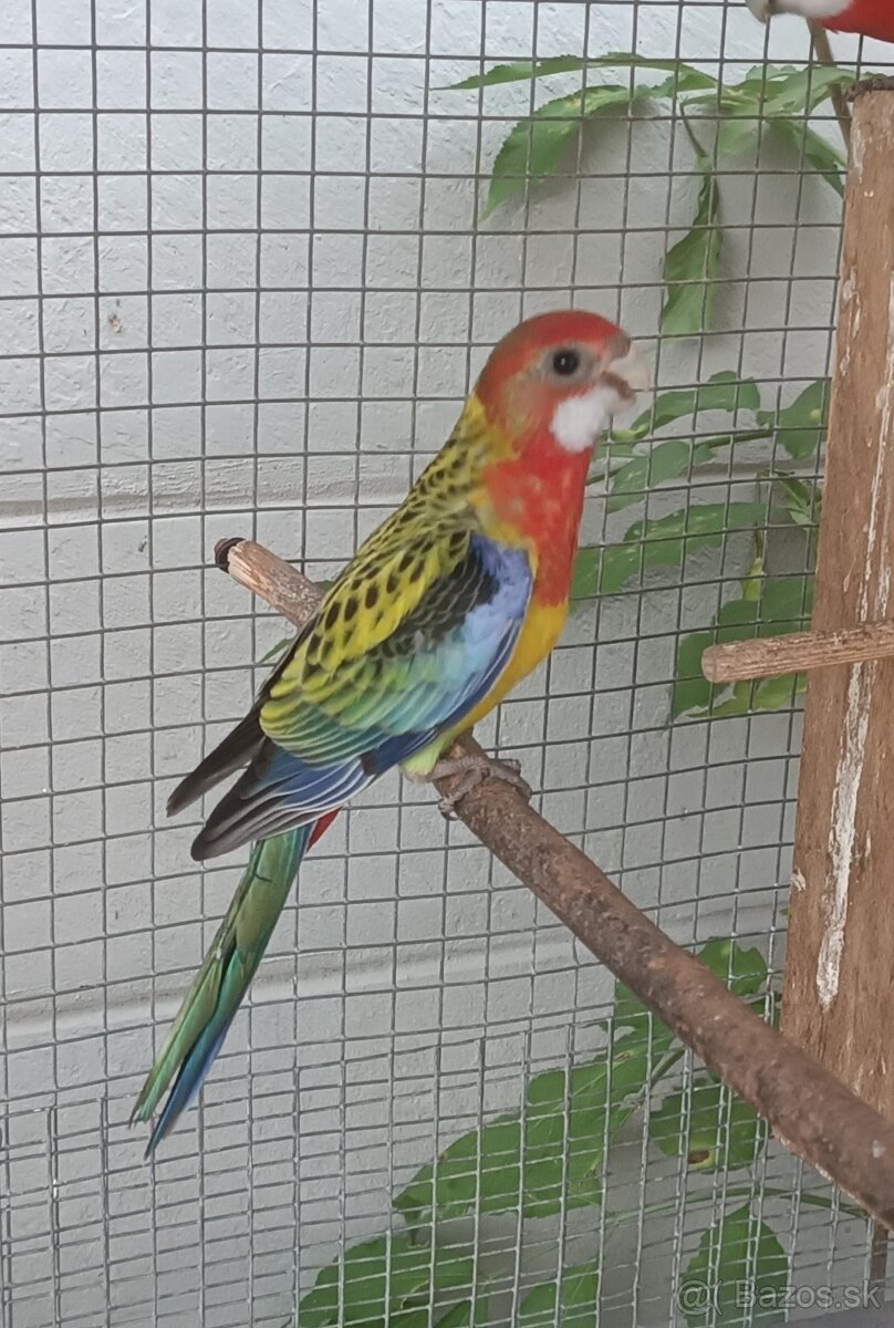 Predám rozely - 2