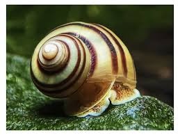 Mini ampulária špirálová - slimáky spixi - 2