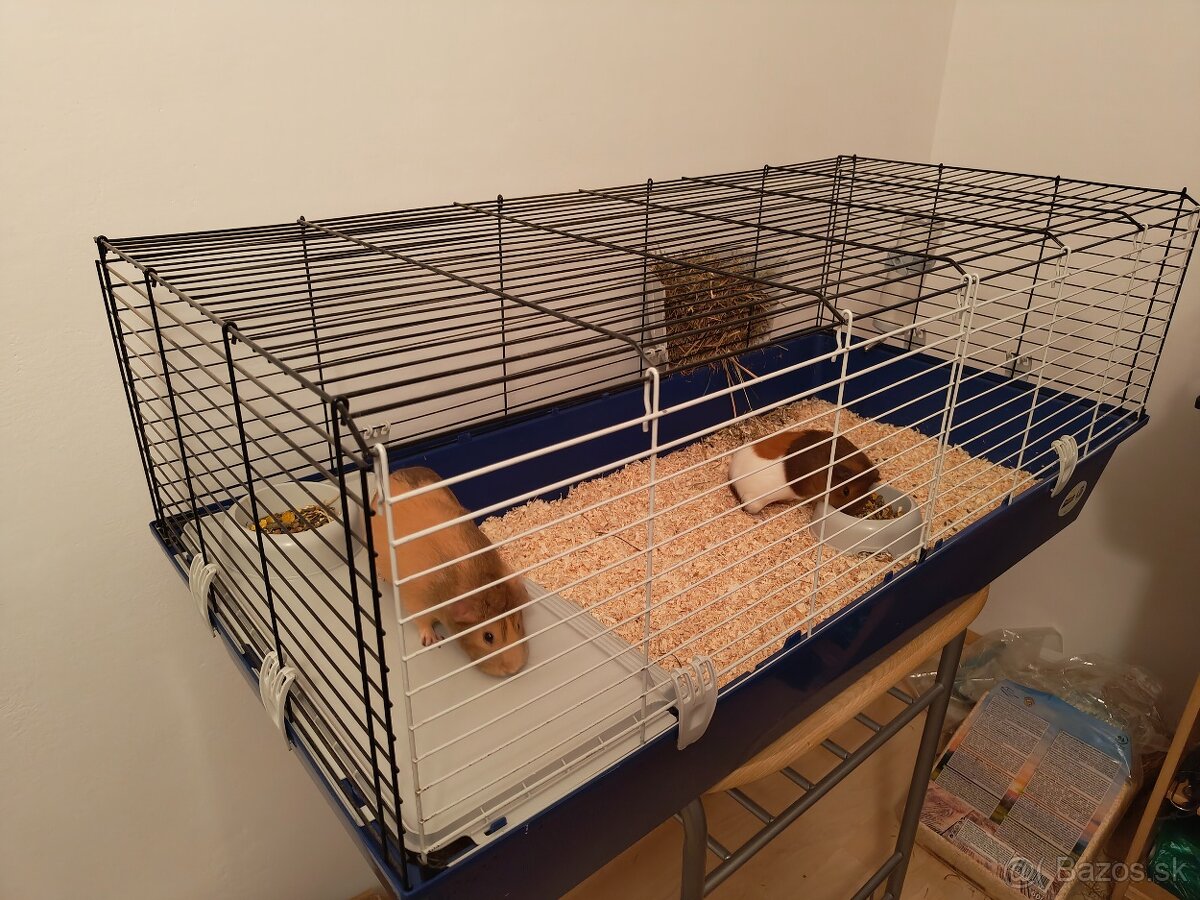 Darujem 2 morčatá. - 2