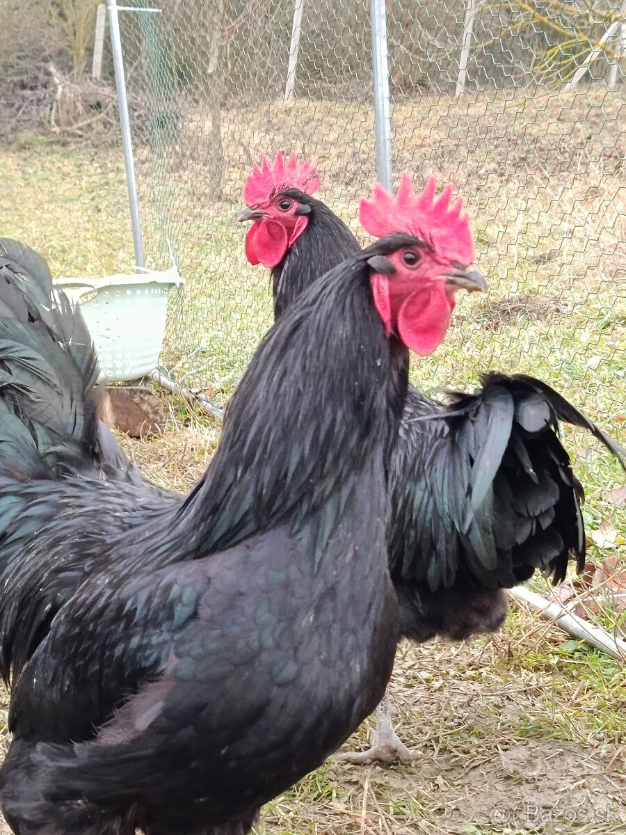 Australorpka - 2