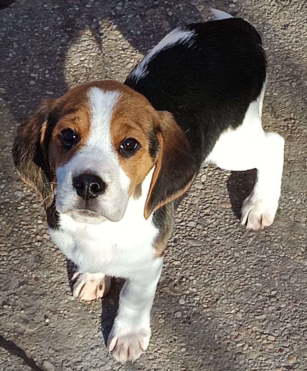 Beagle, bigel, bigl bez PP - 2