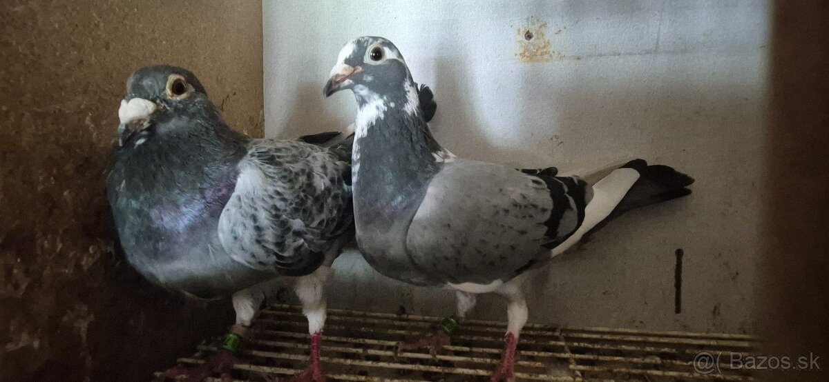 Poštové holuby. - 2