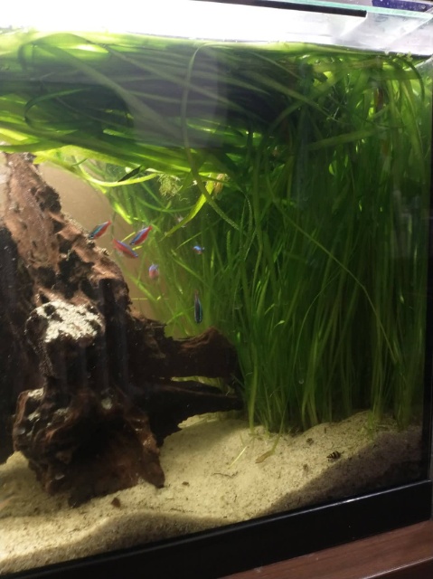 Valisnerie spiralis - 2