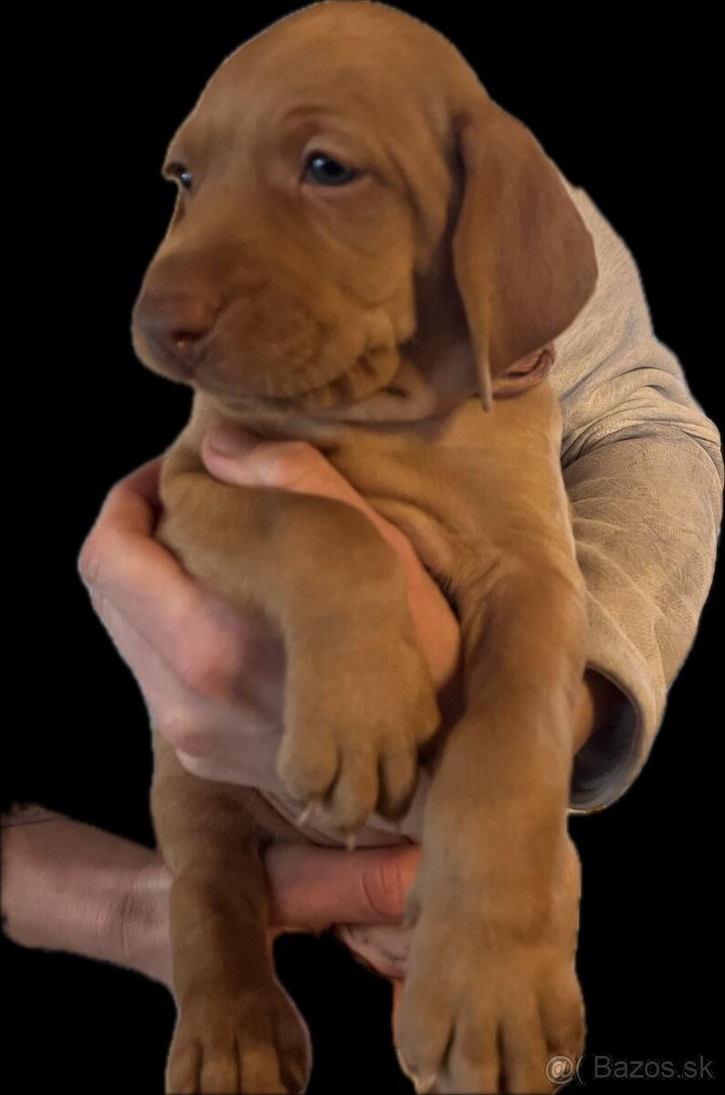 Maďarská vyžla s PP - 2