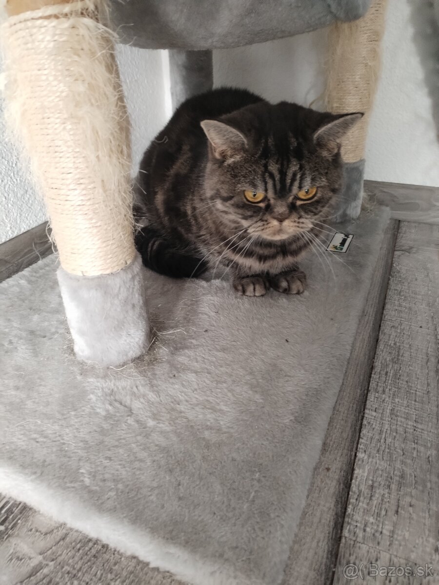 perzska a britska - 2