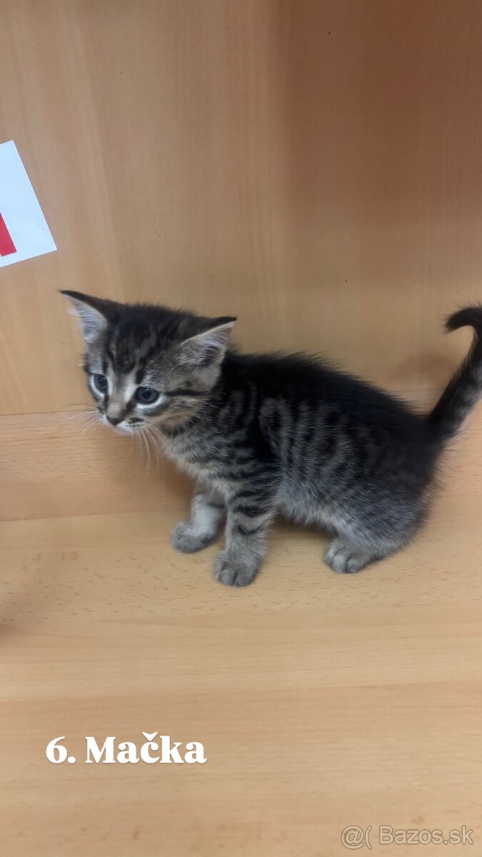 Darujem mačičku - 2
