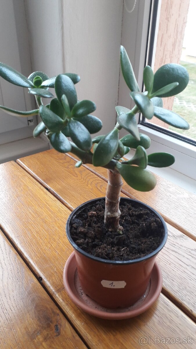 Crassula Ovata - tučnolist, Strom peňazí - 17 Eur (č. 1) - 2