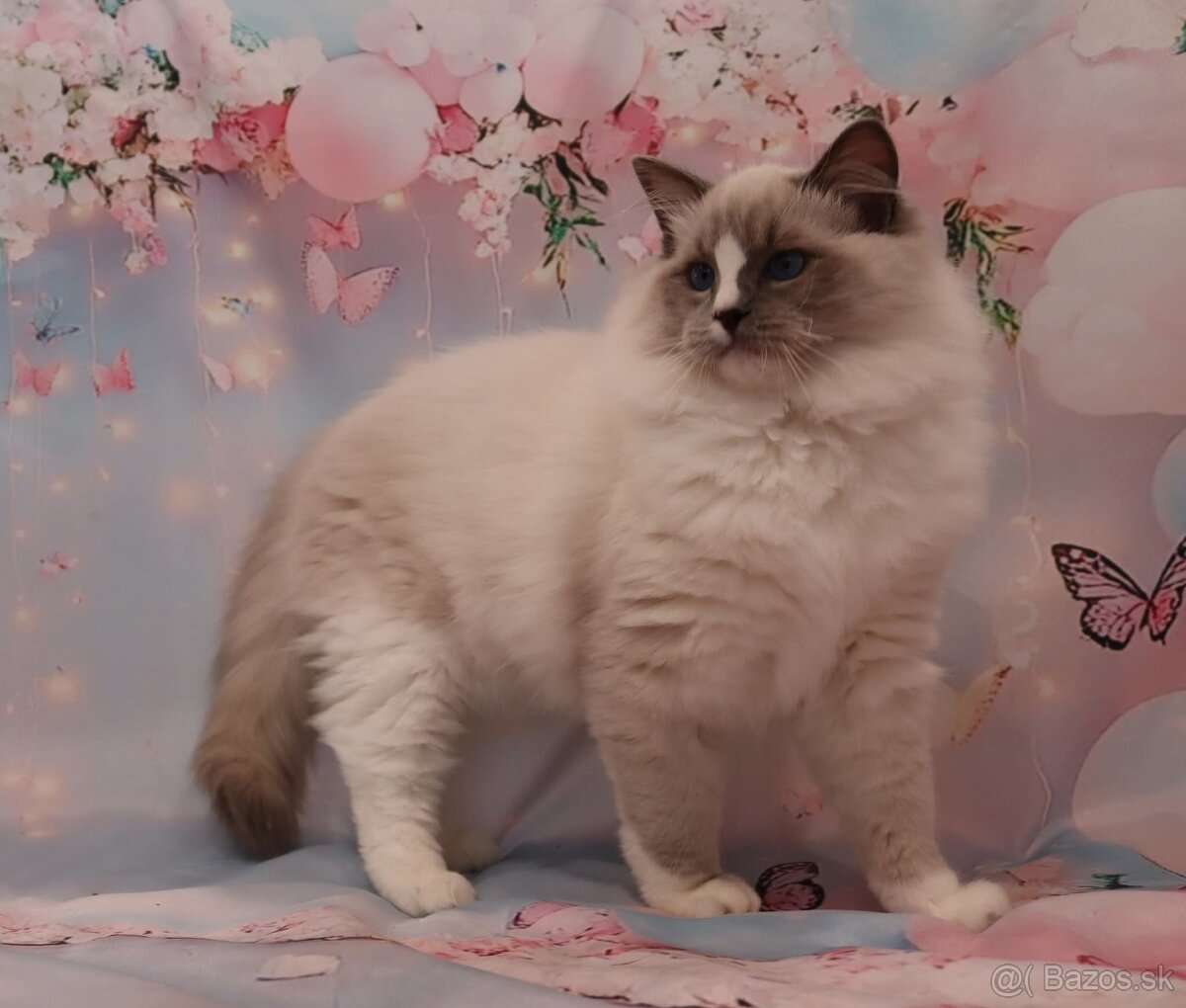 Ragdoll kocúrik s PP - 2