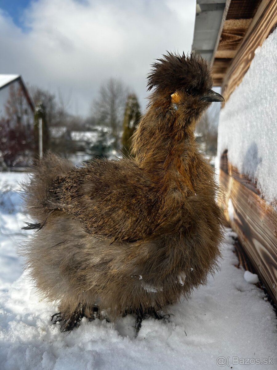 Hodvábnička kukvicová - 2