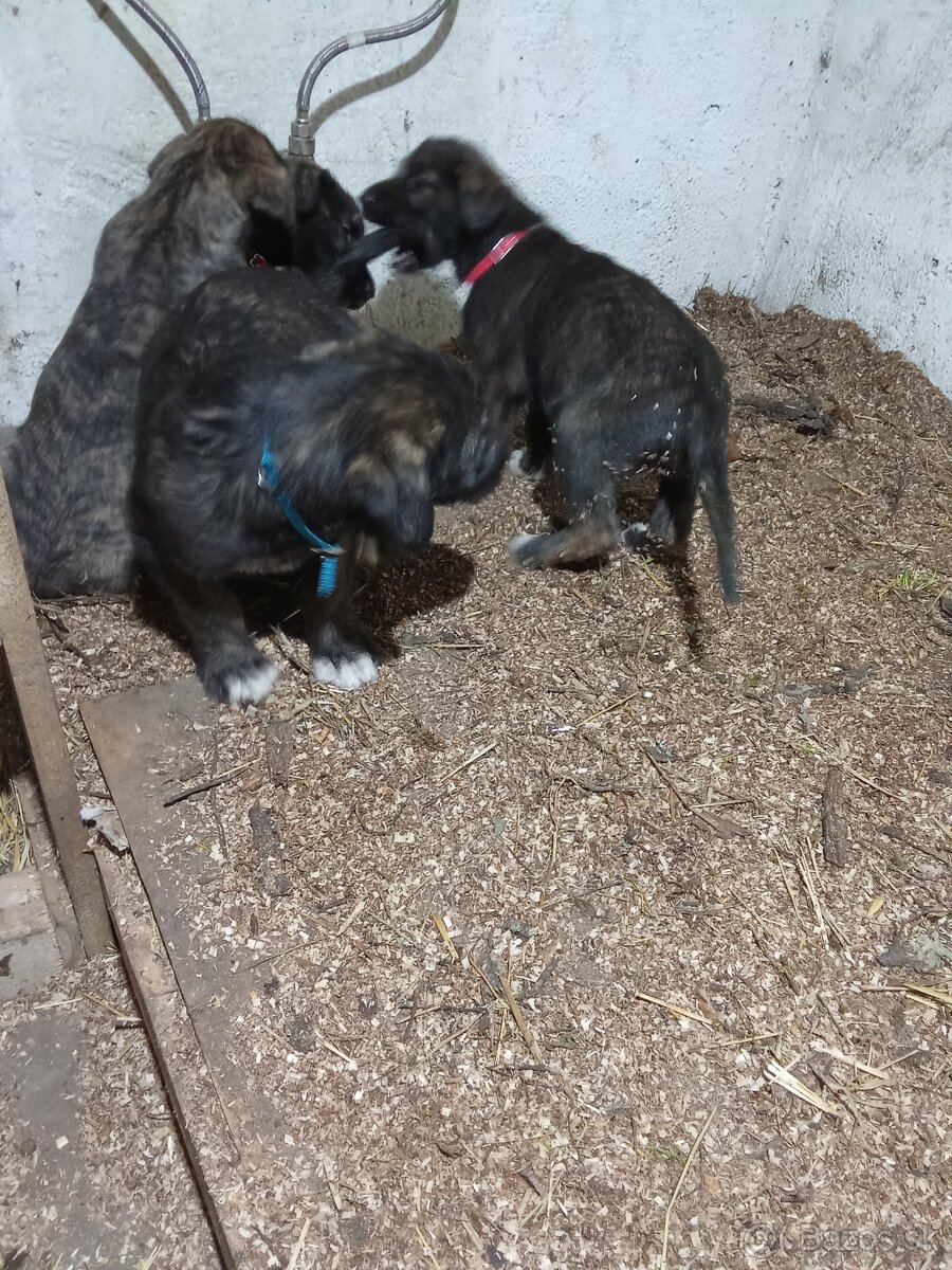 Predám írsky vlkodav - 2