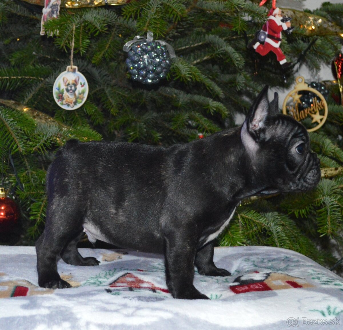 Francúzsky buldoček s PP/French bulldog - 2