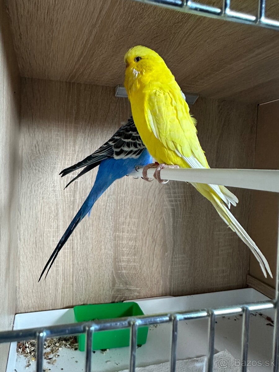 Výstavné andulky - 2