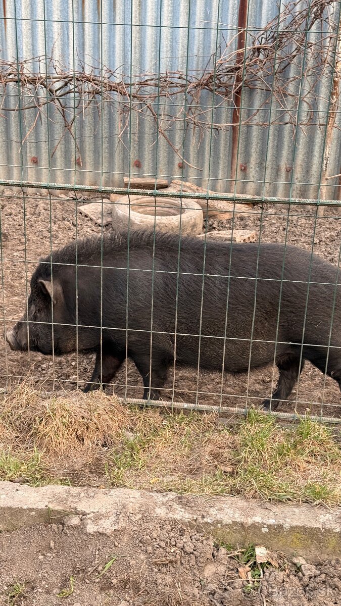 Vietnam + diviak - 2