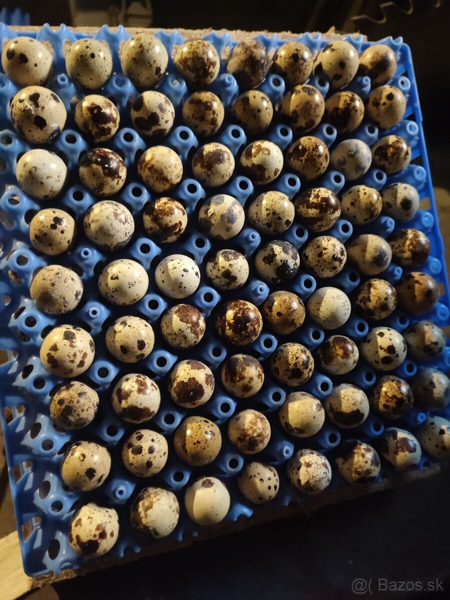 Nasadove vajíčka a konzumne - 2