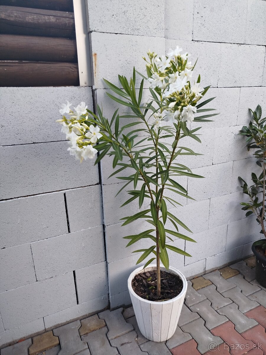 Oleander 110 CM biely - 2