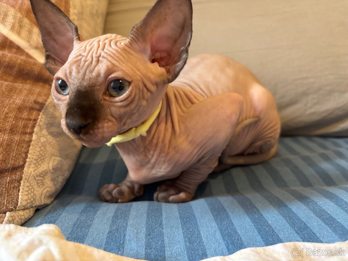 Sphynx - 2