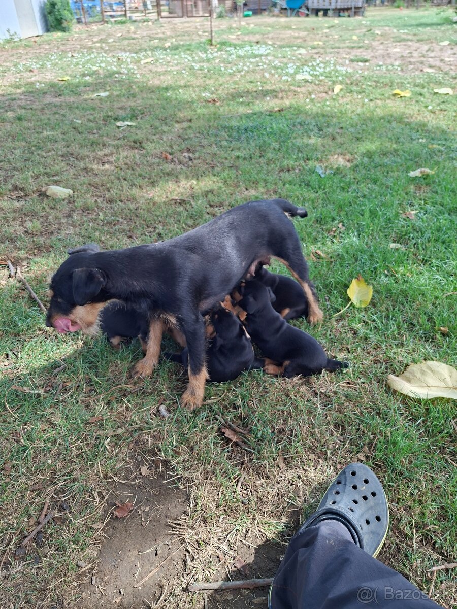 Jagdterrier - 2