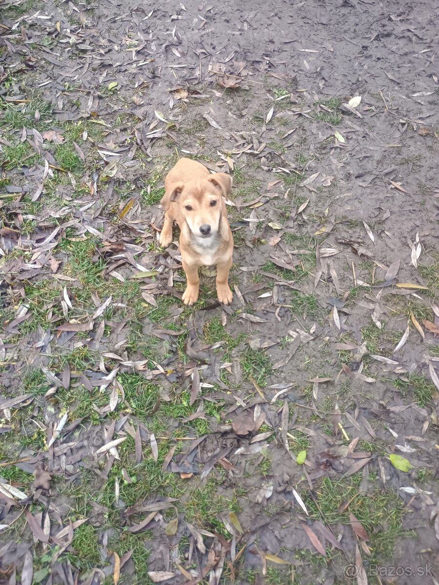 Darujem štence - 2