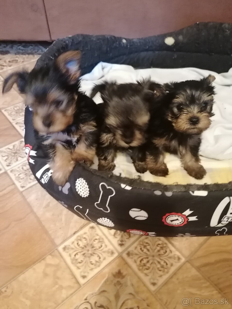 Predám yorkshirskych terierov - 2