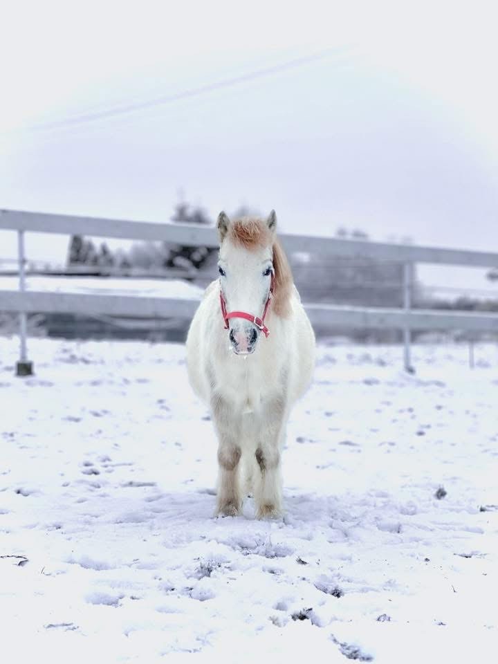 Kobylka s hříbátkem - 2