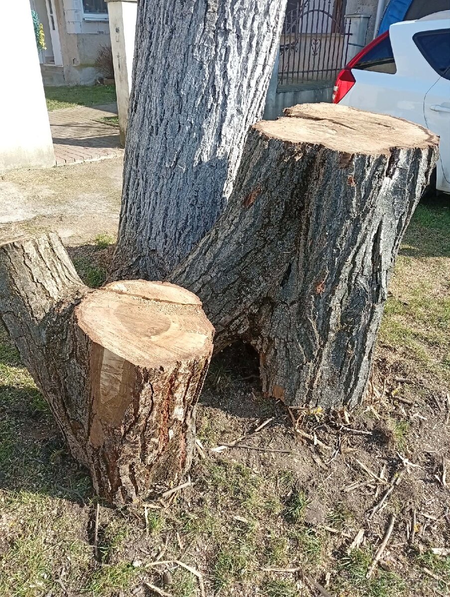 ORECHOVÉ DREVO – masívne kmene a kláty - 2